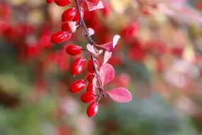 Berberina ¿Un suplemento milagroso?