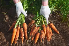 Los 5 increíbles beneficios de consumir zanahoria y sus propiedades!