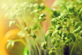 9 beneficios del berro que son sorprendentes para la salud