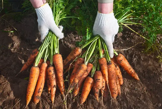 Propiedades y Beneficios de las Zanahorias
