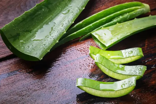 Sábila o Aloe Vera: propiedades
