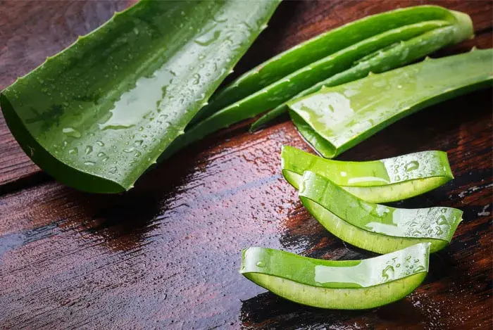 aloe vera