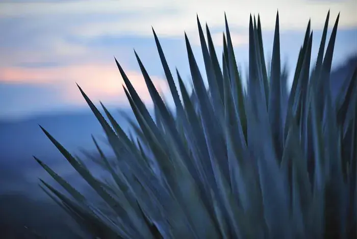 ¿Qué es el agave?