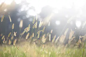 vitamina D