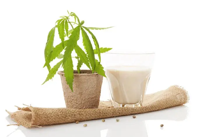 leche de cañamo