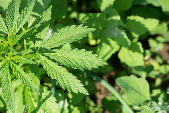 planta de cañamo