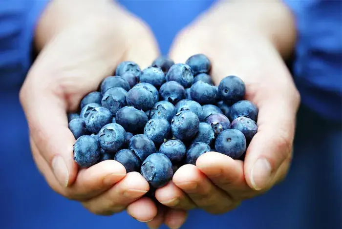 palmas con arandanos