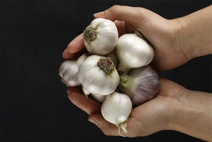 Puñado de cabezas de ajo