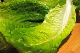 lechuga