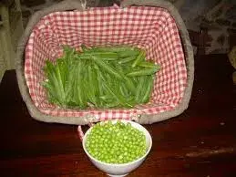 Arvejas