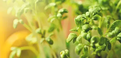 9 beneficios del berro que son sorprendentes para la salud