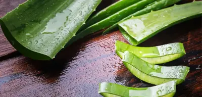 Sábila (Aloe Vera): propiedades, beneficios y usos del gel
