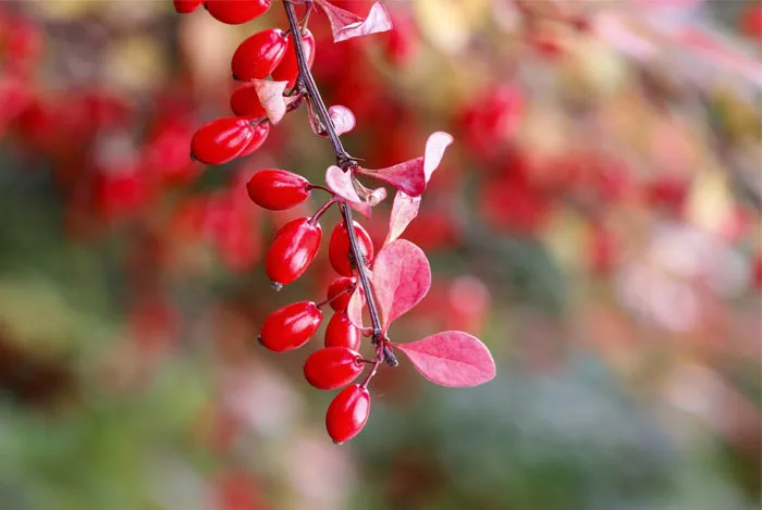 Berberina ¿Un suplemento milagroso?